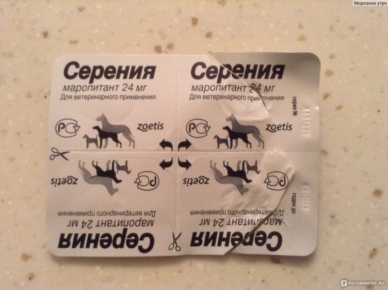 Кошка под капотом машины
