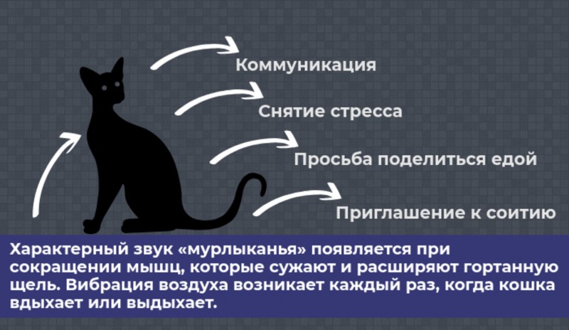 Почему кошки урчат