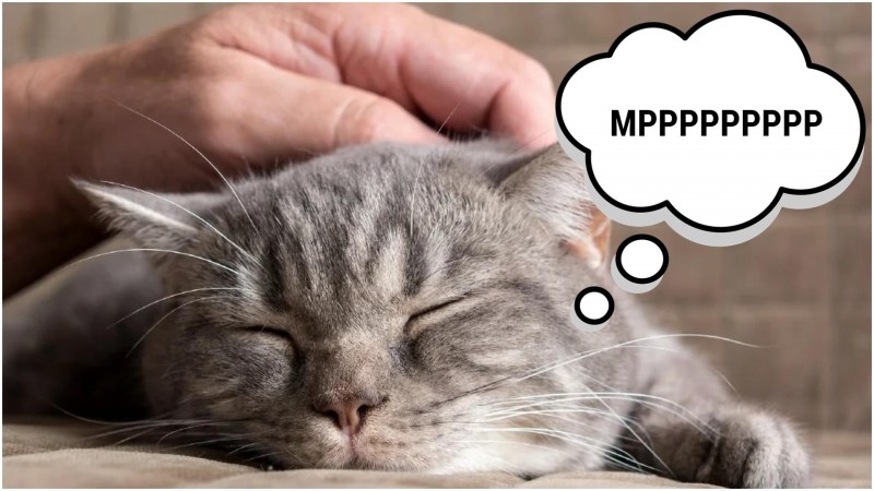 Кошка мурчит