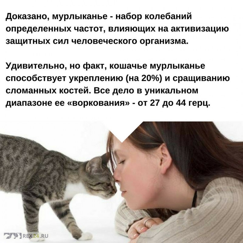 Почему кошки мурлыкают