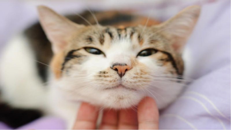 Кошка мурчит