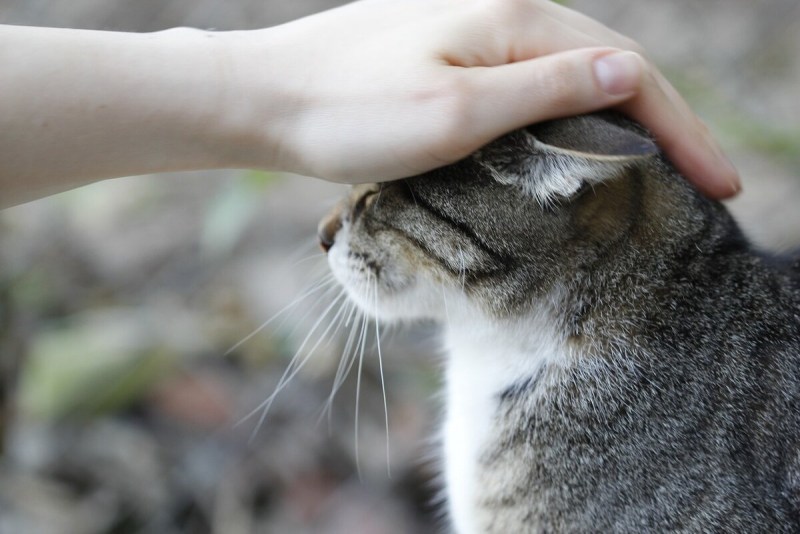 Рука гладит кошку