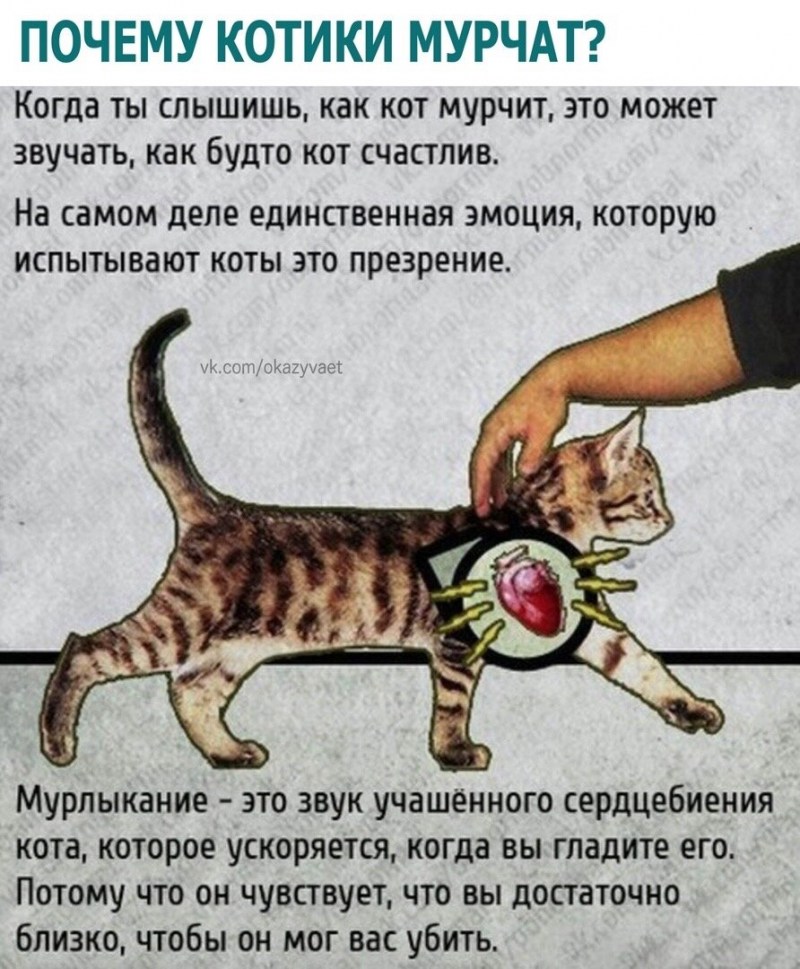 Почему коты мурчат
