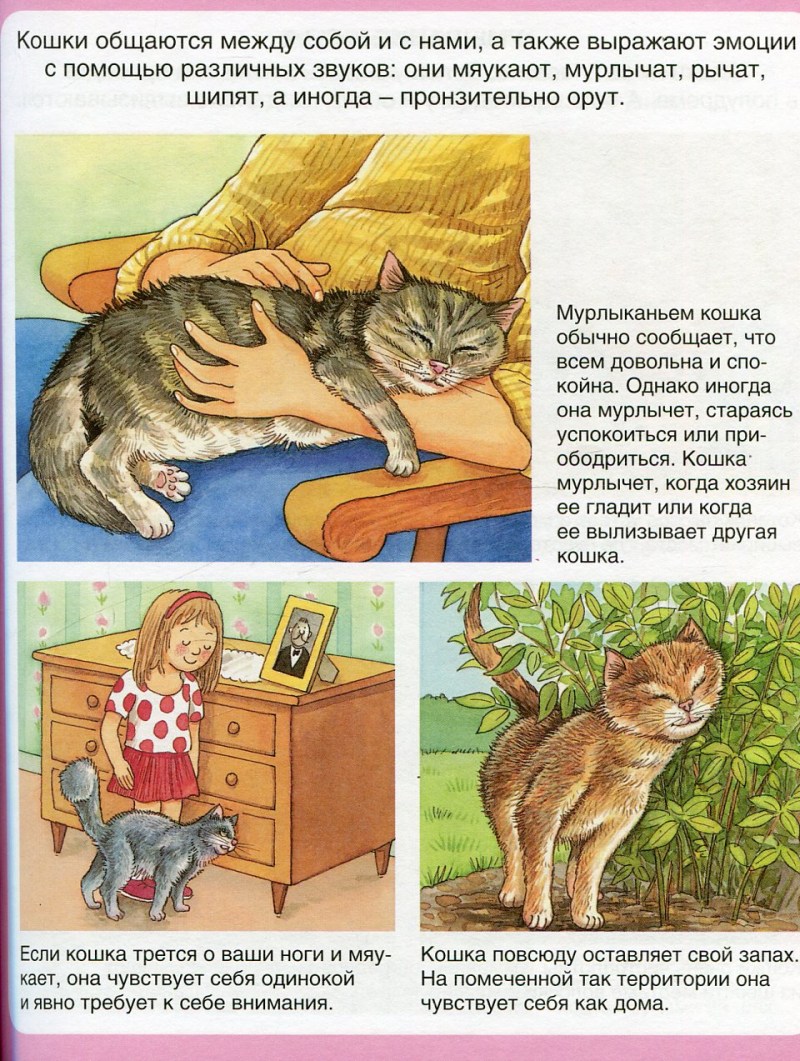 Почему кошки мурлыкают