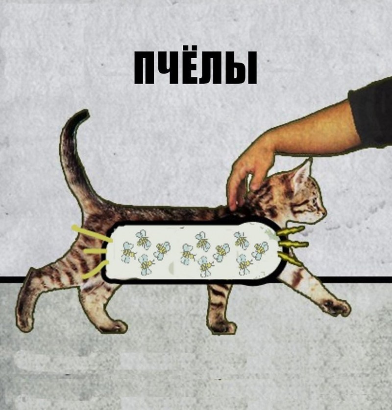 Как коты мурлыкают