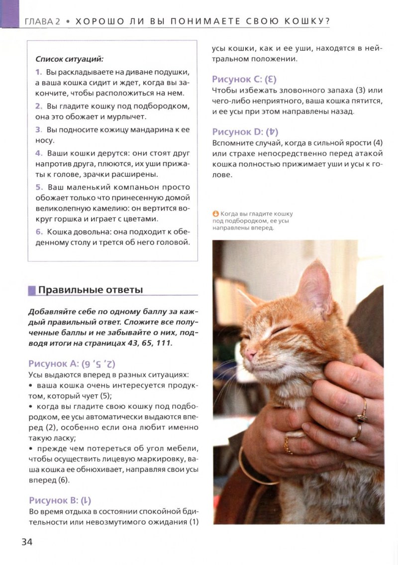 Каким органом мурлыкают кошки