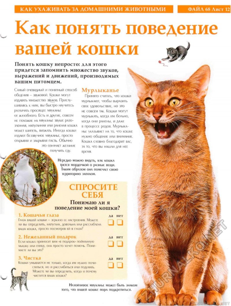 Поведение домашней кошки