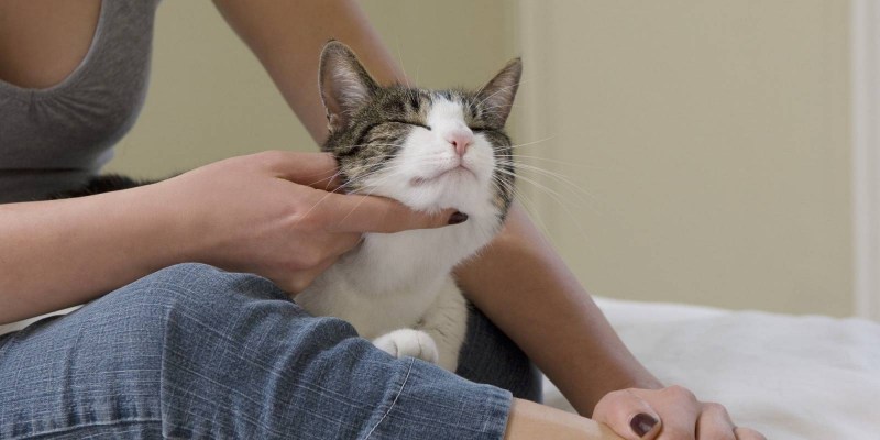 Кошка которую гладят