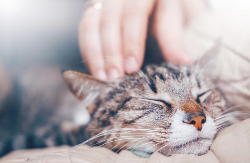Котика гладят