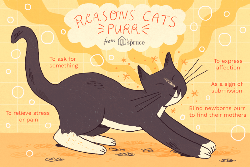 Purring Cat кошка