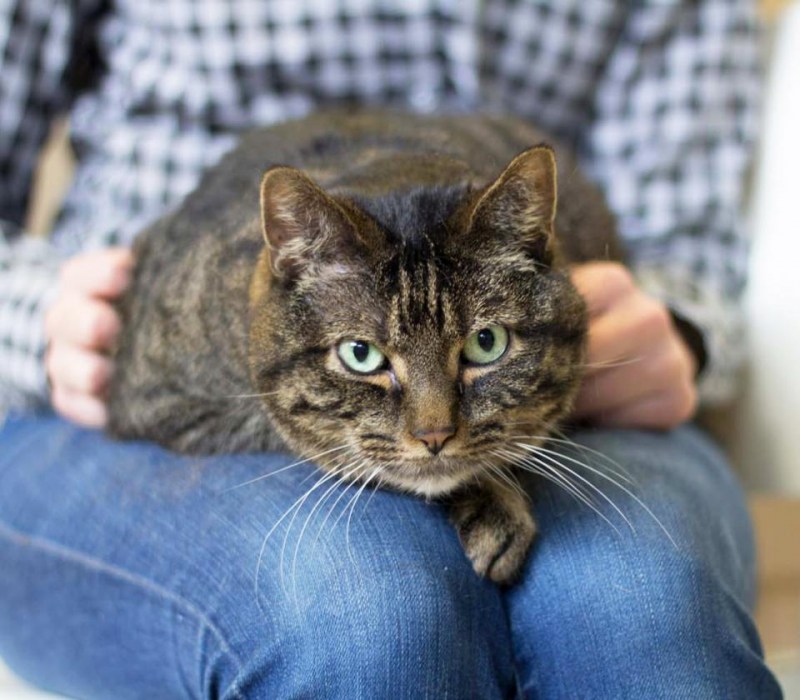 Котик мурлыкает
