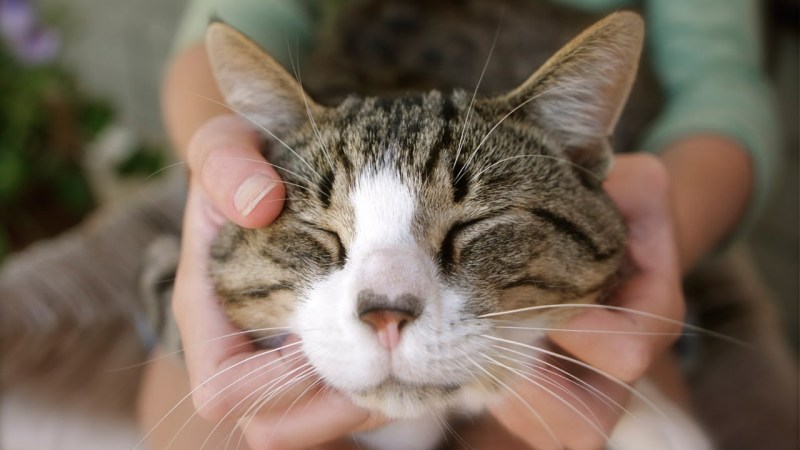 Кошка мурчит