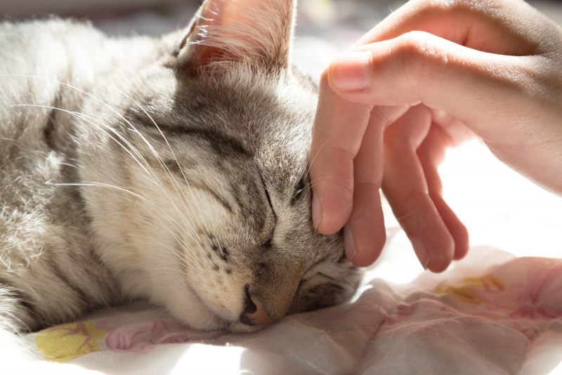 Поглаживание котенка