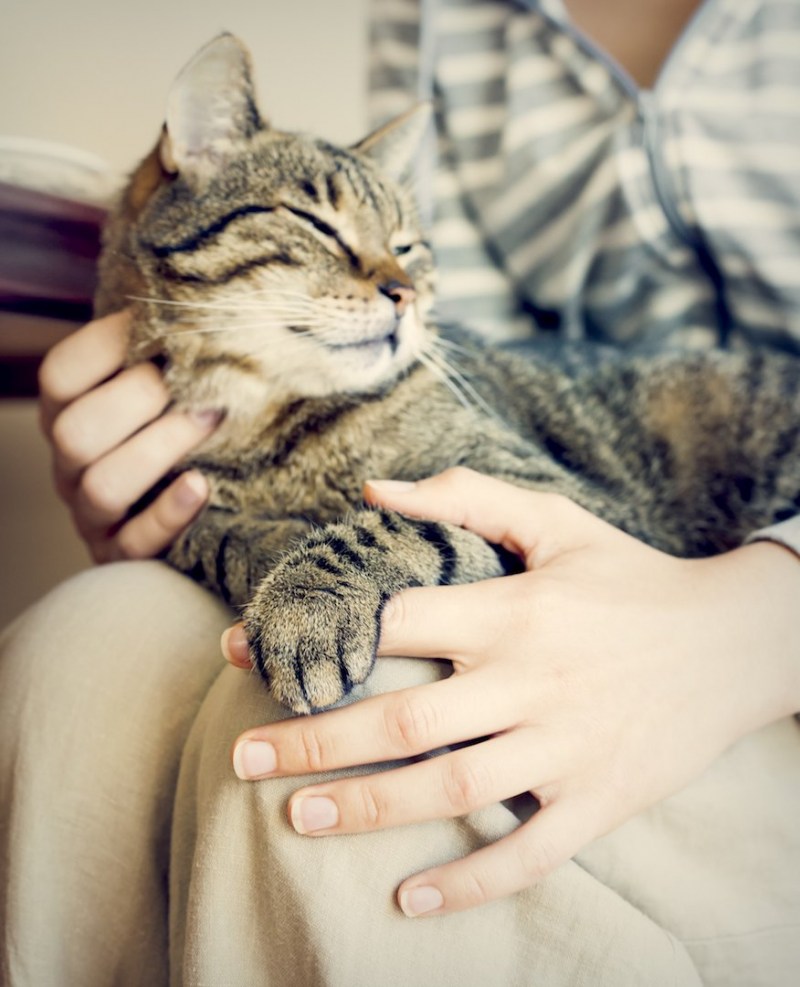 Мурлыканье кошки