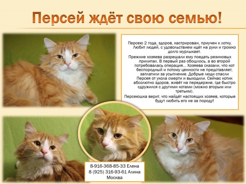 Возраст кошек