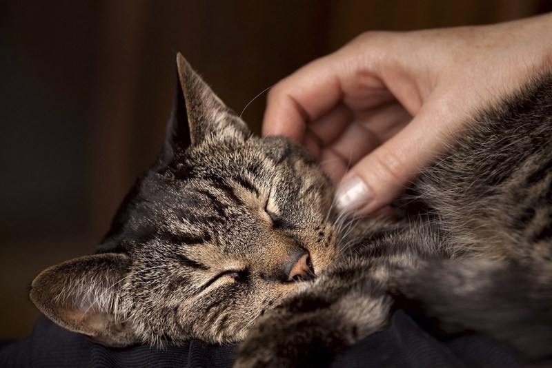 Гладить кошку