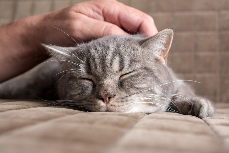 Гладить кошку