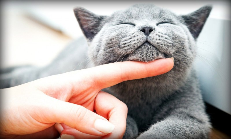 Довольная кошка
