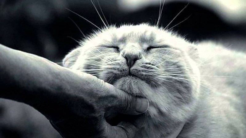 Кот мурлычет