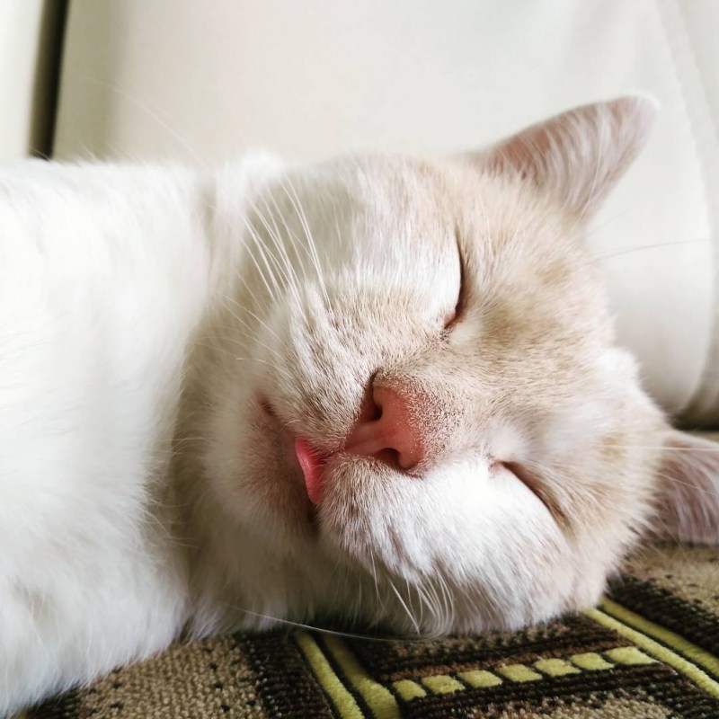 МЯУЧАЩИЙ кот