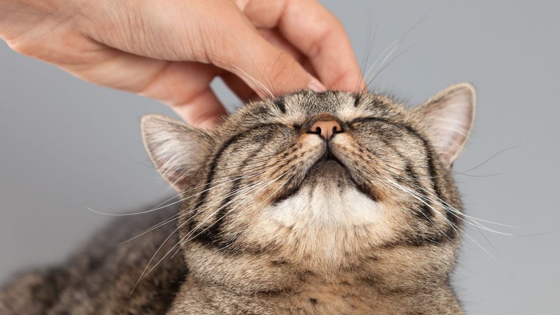 Кота гладят по голове