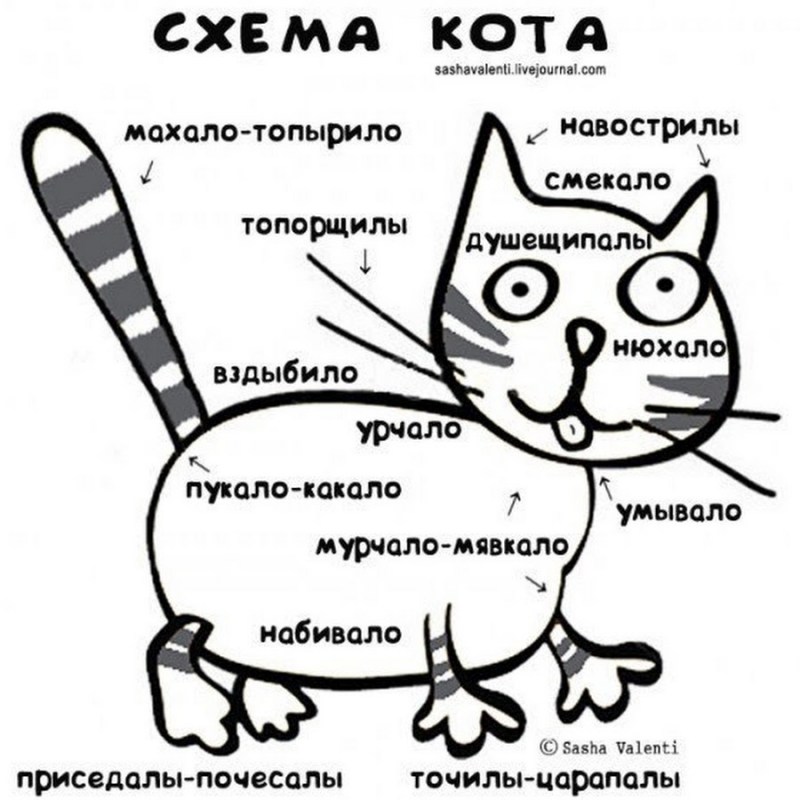 Схема кота
