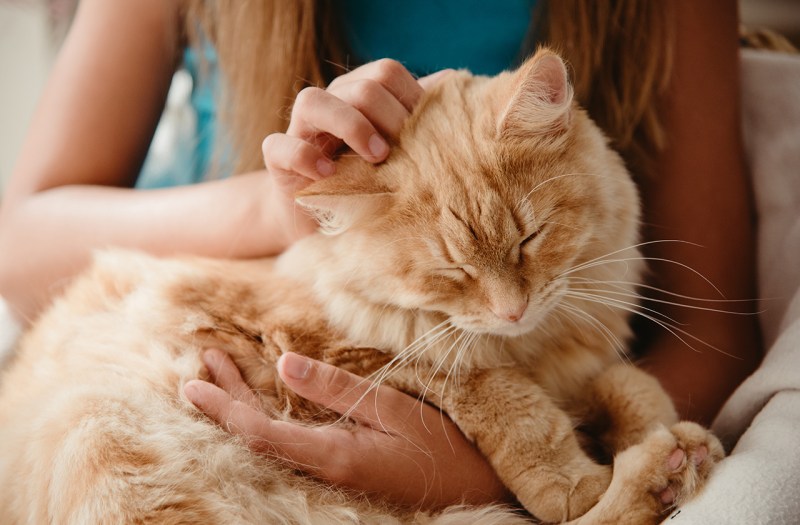 Человек гладит кошку