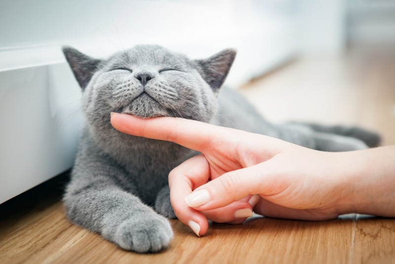 Cat makes Actions