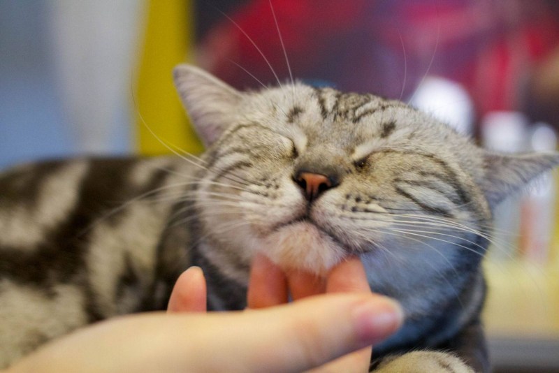 Кошка урчит