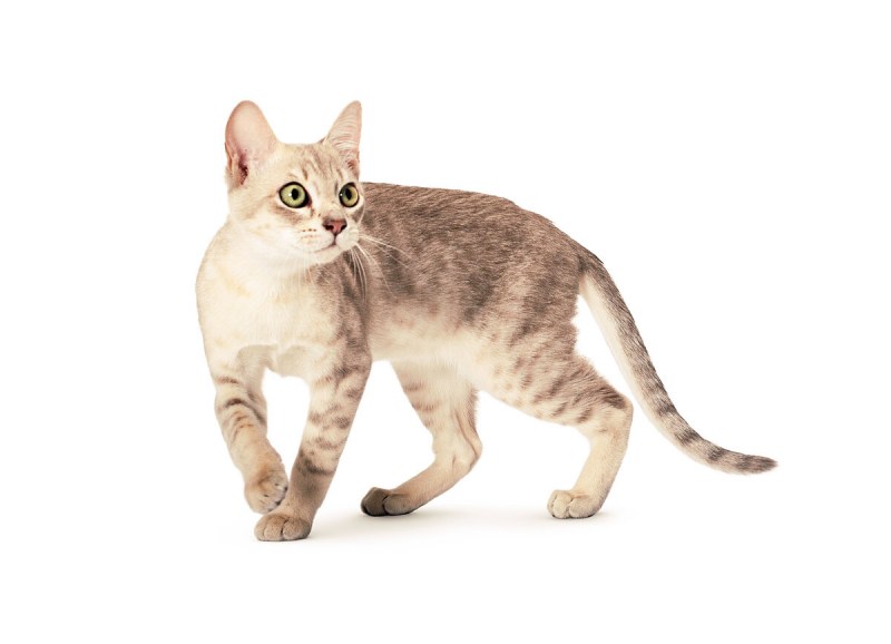 Кошки породы австралийский мист