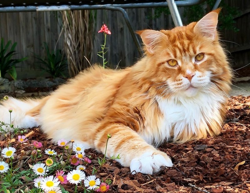 Австралийский рыжий кот