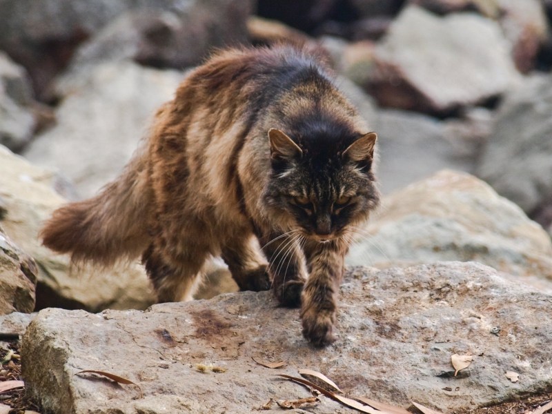 Австралийский дикий кот