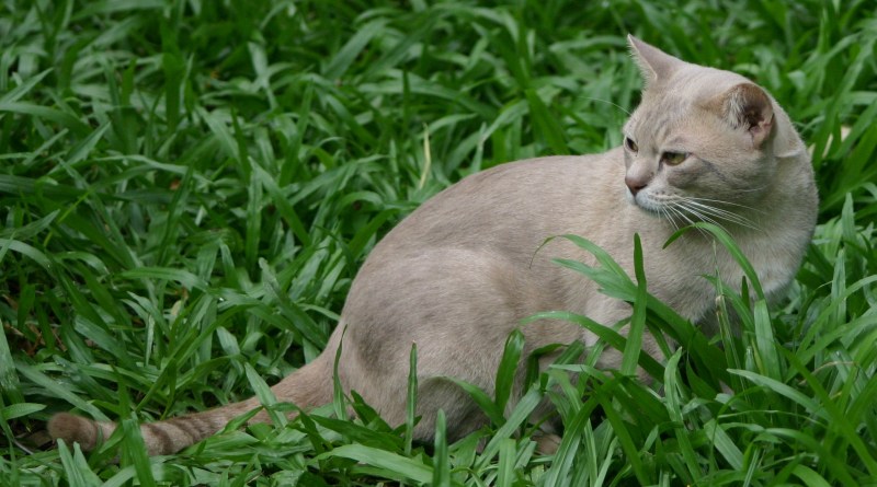 Одичавшая австралийская кошка