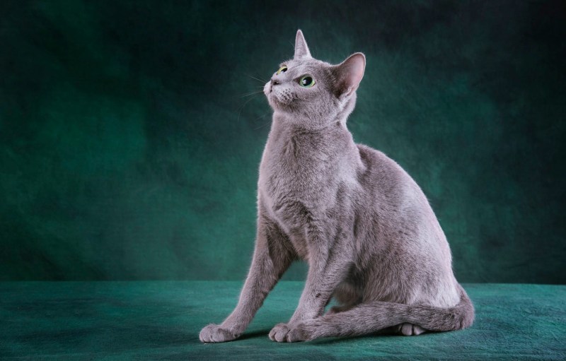 Австралийский мист (дымчатая кошка)