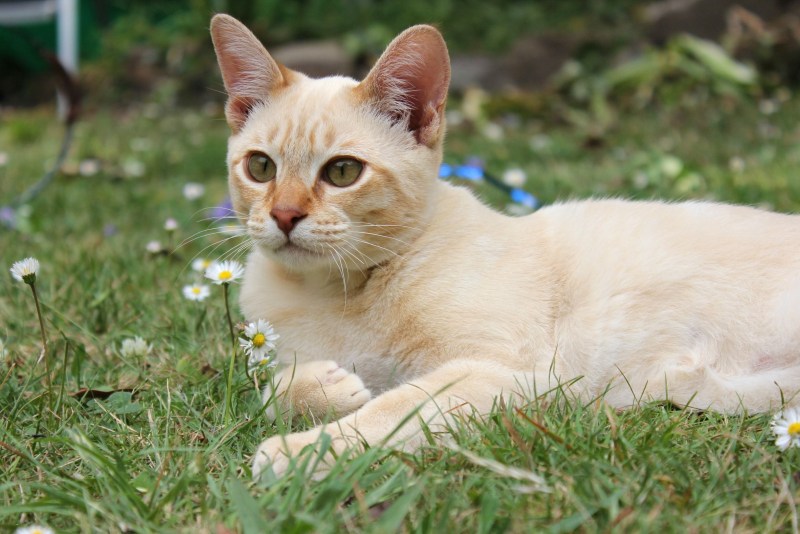 Австралийский мист кошка
