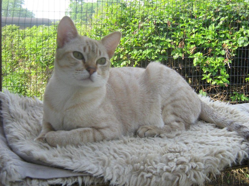 Кошки породы австралийский мист