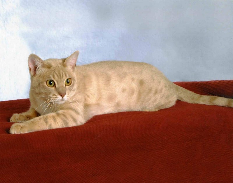 Кошки породы австралийский мист