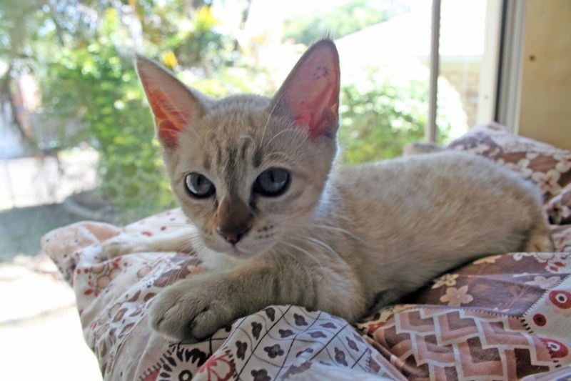 Одичавшая австралийская кошка