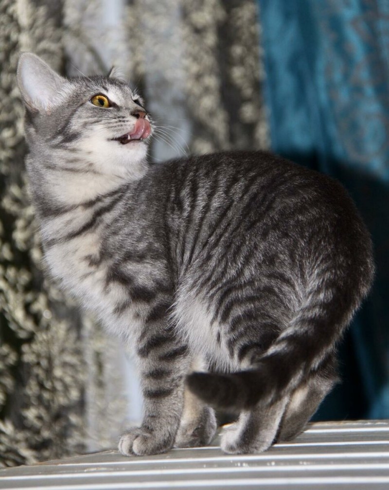 Австралийская дымчатая кошка котята