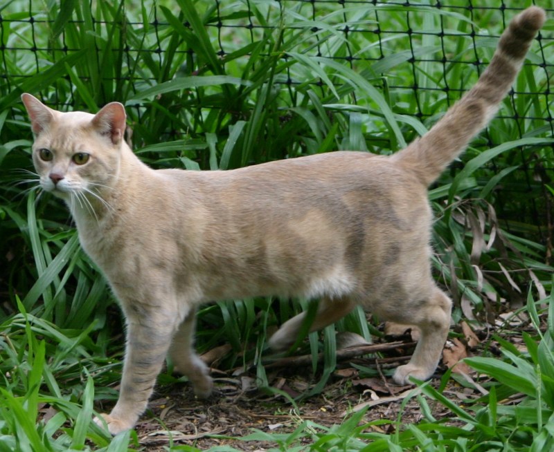 Кошки породы австралийский мист