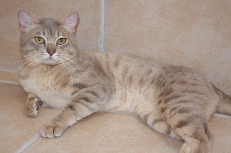 Cat without Eyes