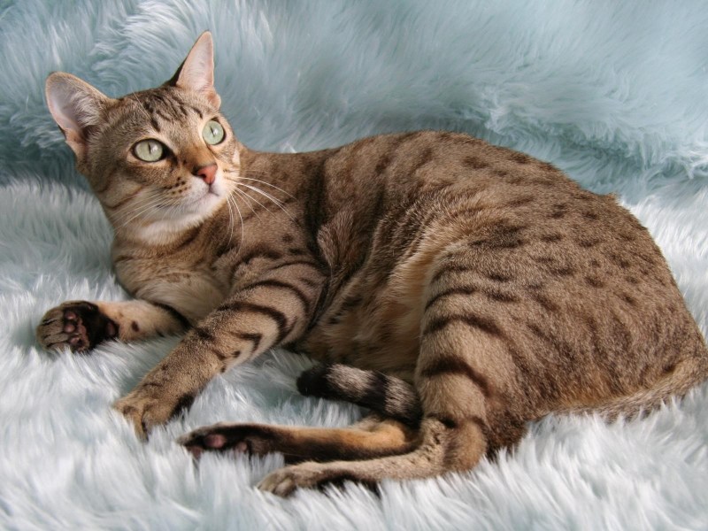 Кошки породы австралийский мист