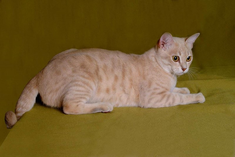 Австралийский мист (дымчатая кошка)