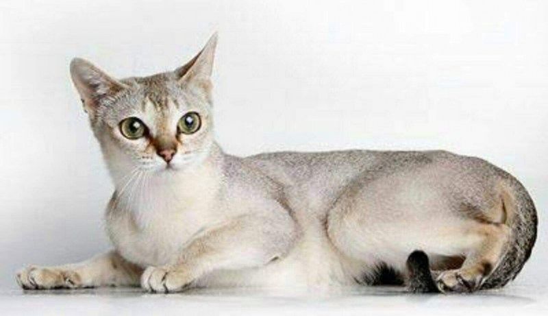 Хантер кошка