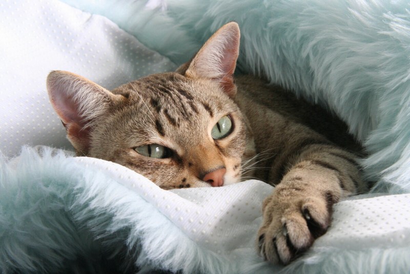 Австралийская дымчатая кошка