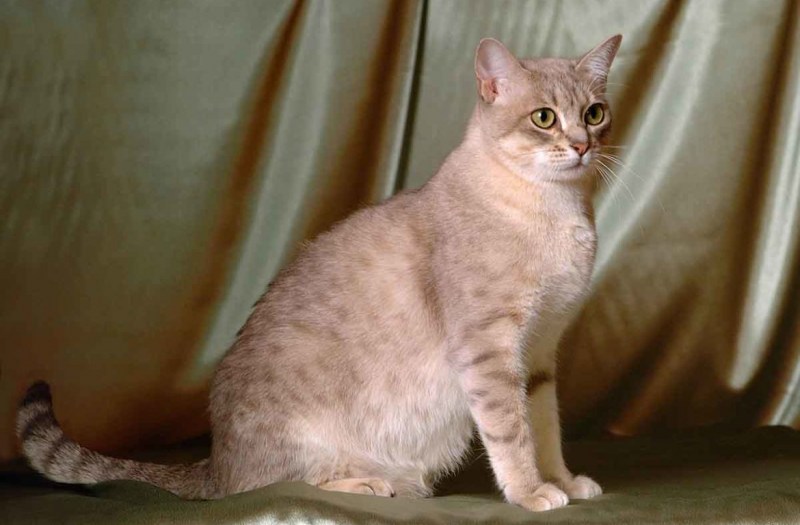 Австралийский мист (дымчатая кошка)