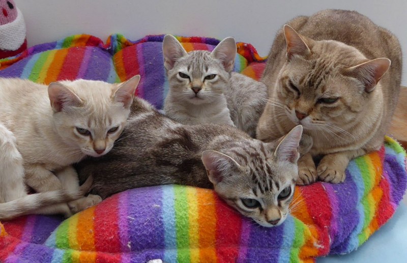Австралия котик
