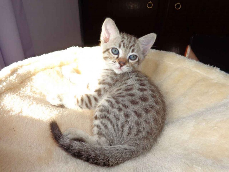 Кошки породы австралийский мист