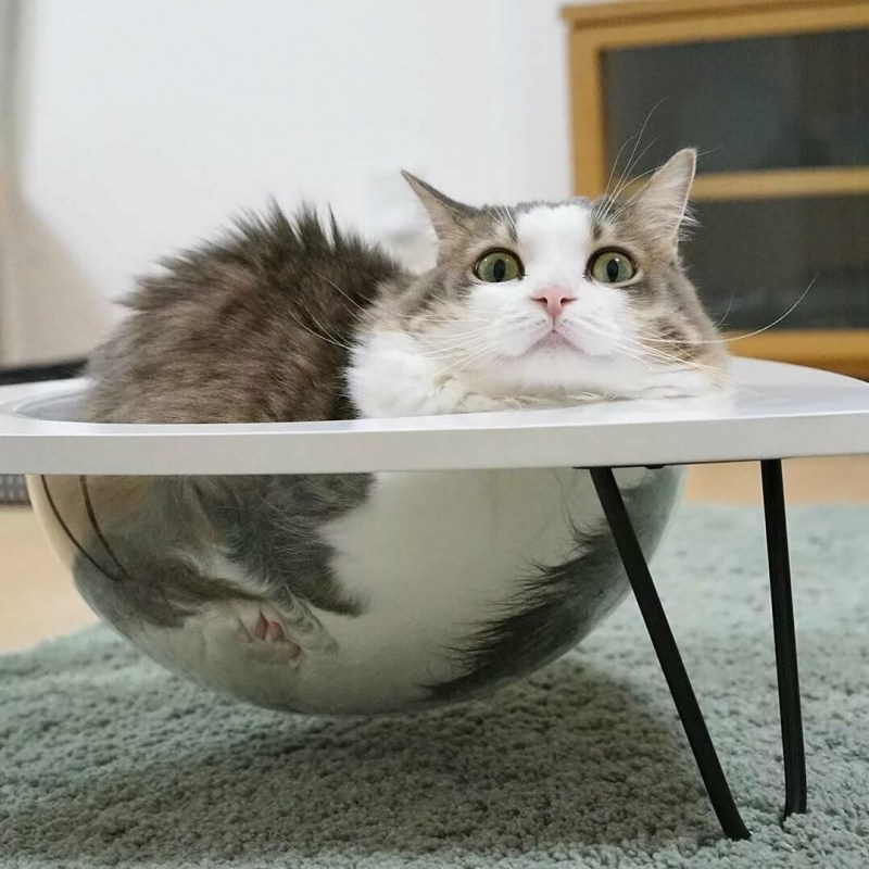 Смешные котики 2020 года