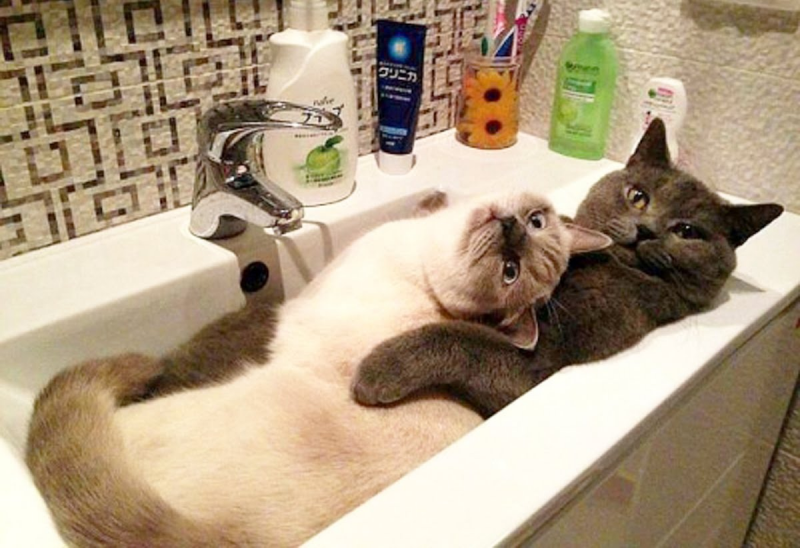 Кот прикол